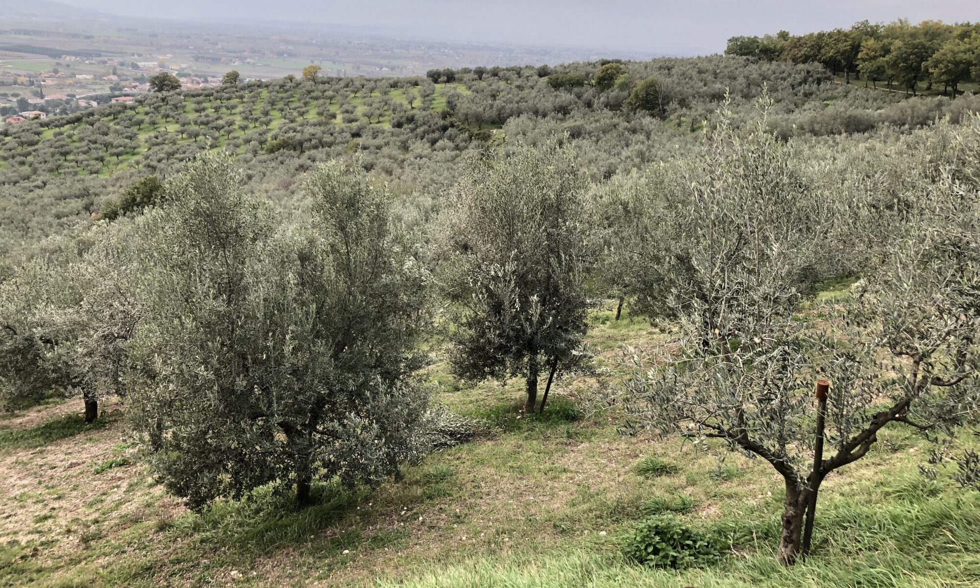 Olieria Fratelli Manenti